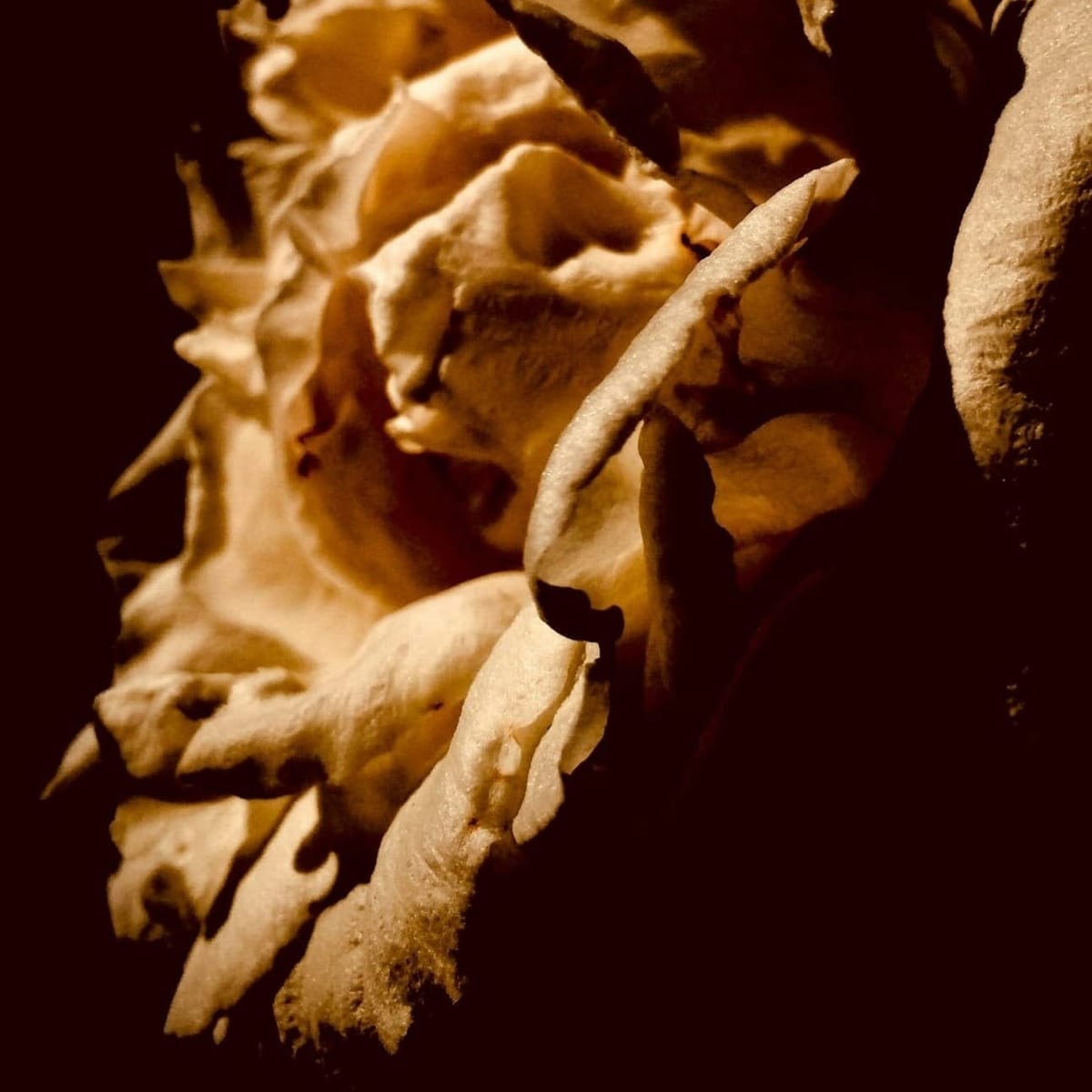 Griefcraft & Sovereignty: A Eulogy for Your 2025 Selves