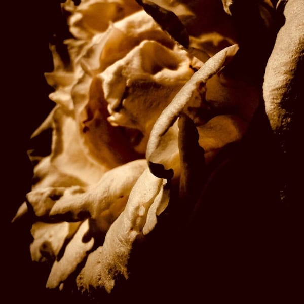 Griefcraft & Sovereignty: A Eulogy for Your 2025 Selves